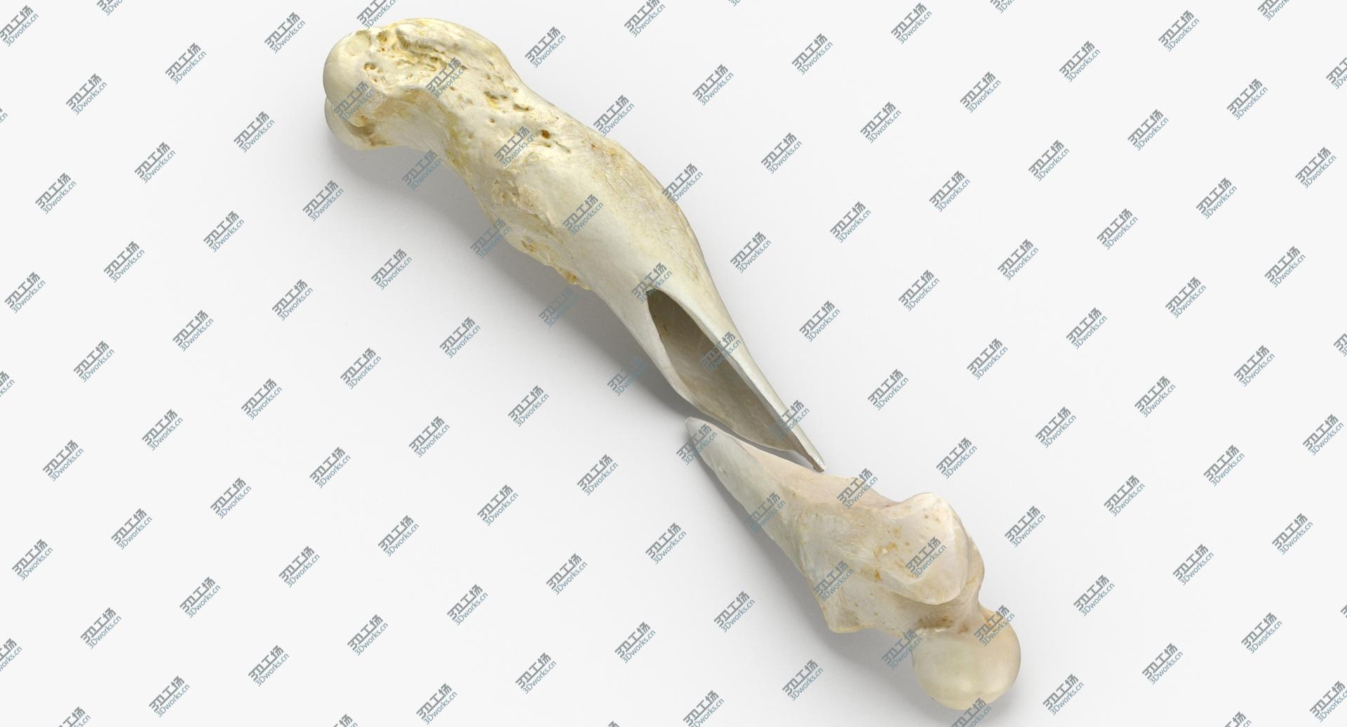 images/goods_img/202105071/3D Real Dog Thigh Bone Femur Broken Two Pieces/1.jpg